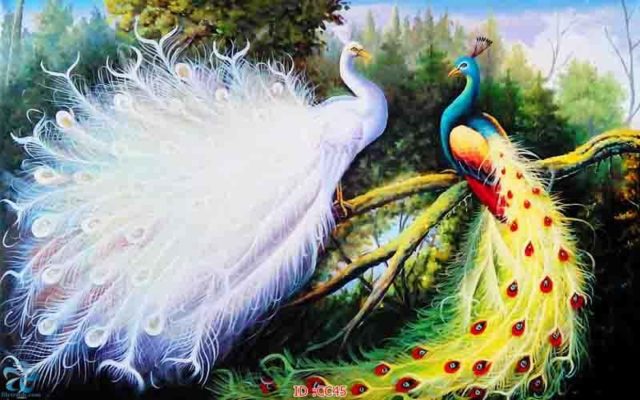 tranh kính 3d chim công