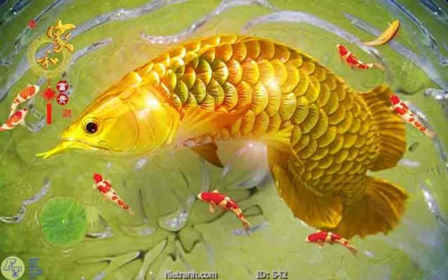 tranh kính cá chép cữu ngư quần hội