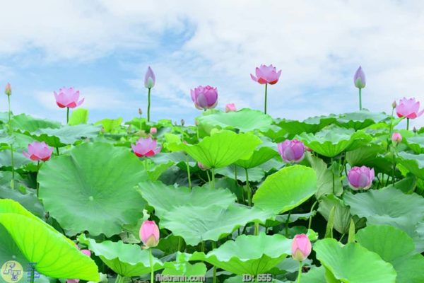 tranh kính cá chép cữu ngư quần hội